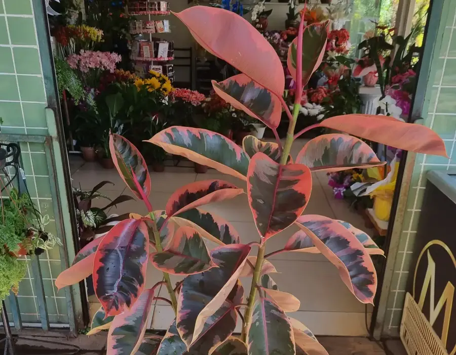 A entrada da loja, com uma planta de folhas rosadas na porta e flores nas prateleiras lá dentro