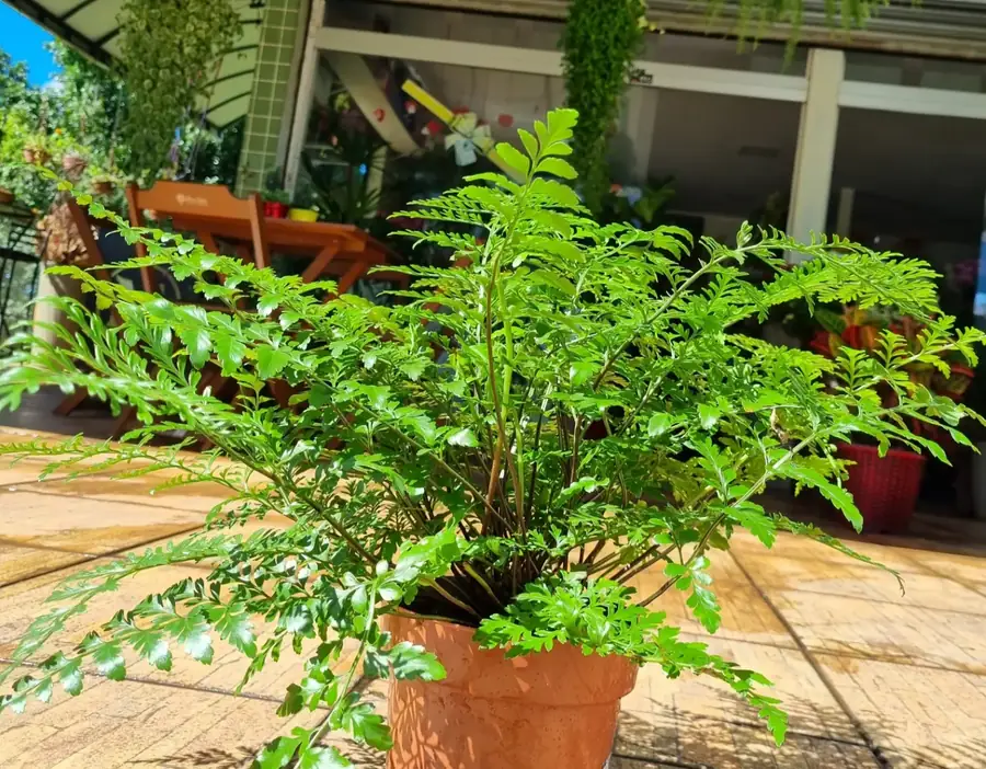 Samambaia em vaso de barro sobre a mesa da varanda