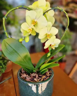 Orquídea amarela em vaso de cerâmica, na loja