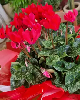 Ciclâmen vermelho em vaso