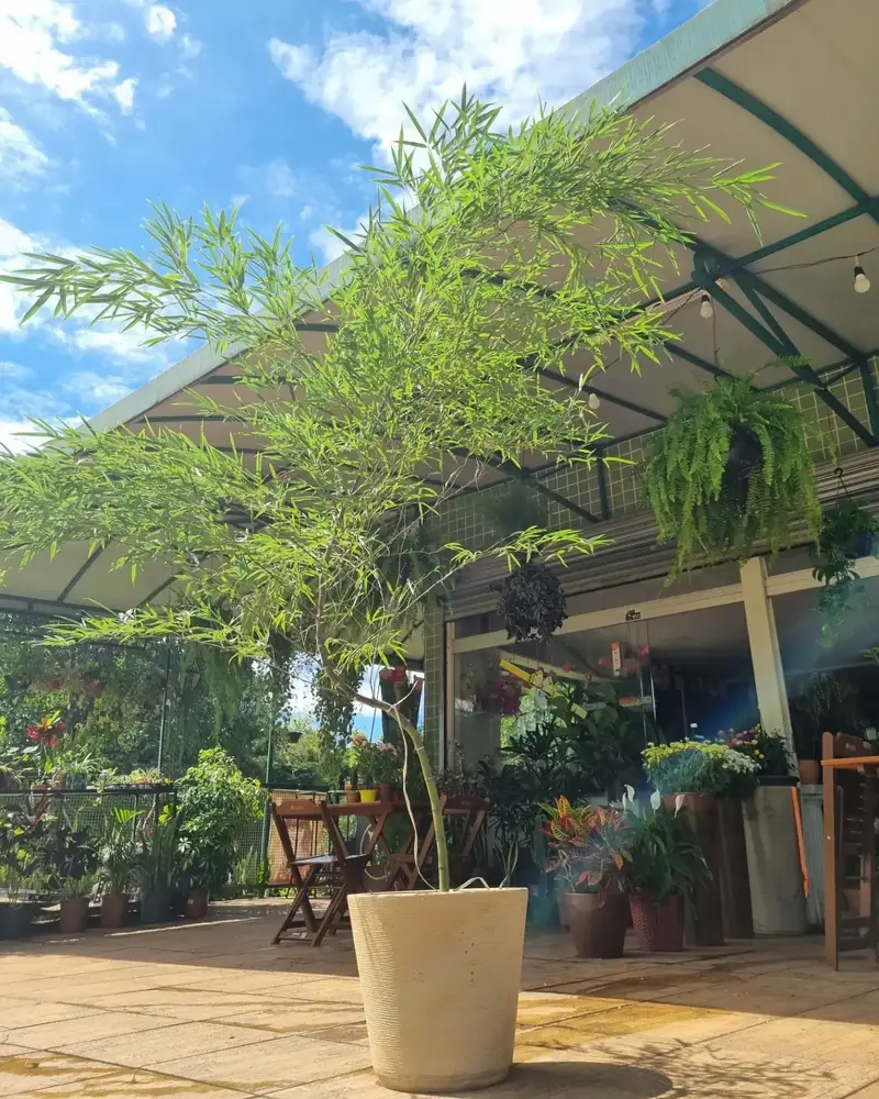 A varanda da loja sob o toldo, com vasos de plantas, mesas de madeira e uma árvore em vaso